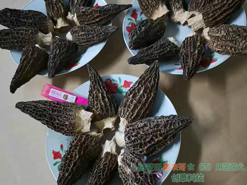 羊肚菌干品 羊肚菌干品